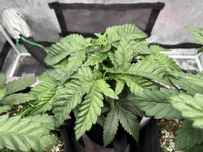 Indoor Ocifer. Week 5