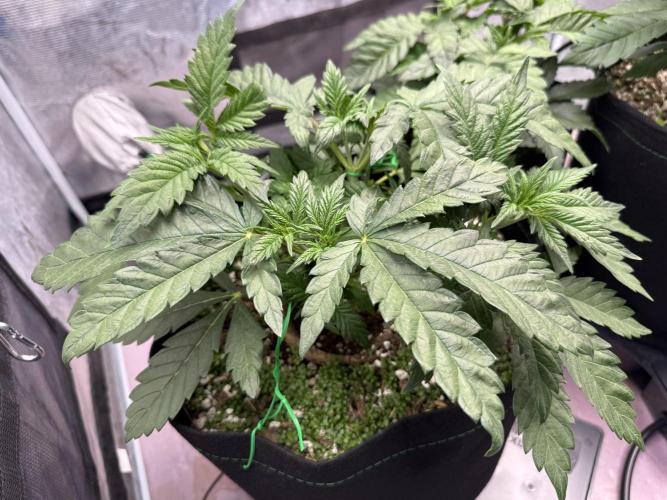 Indoor Ocifer. Week 5