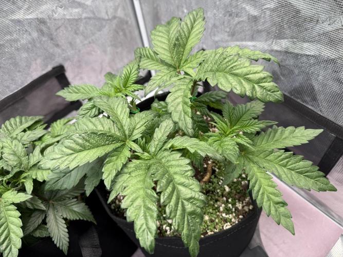 Indoor Ocifer. Week 5