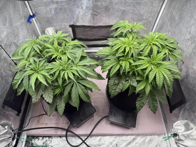 Indoor Ocifer. Week 6