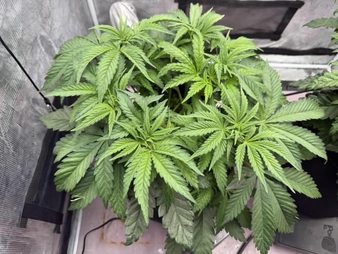 Indoor Ocifer. Week 6 - Left plant