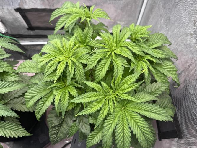 Indoor Ocifer. Week 6 - Right plant; slightly taller