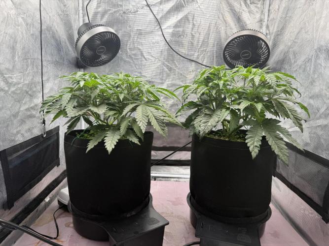 Indoor Ocifer. Week 6