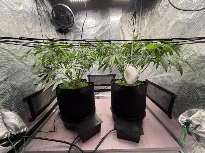 Indoor Ocifer. Week 7 - Plant on right was taller than left