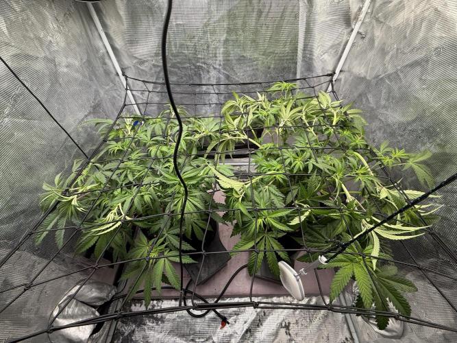 Indoor Ocifer. Week 7