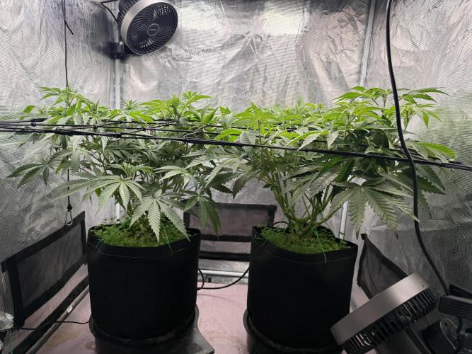 Indoor Ocifer. Week 8