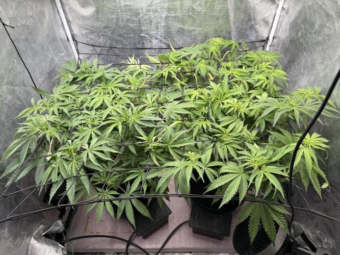 Indoor Ocifer. Week 8