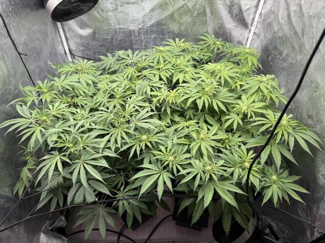 Indoor Ocifer. Week 9
