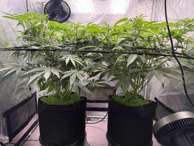 Indoor Ocifer. Week 9