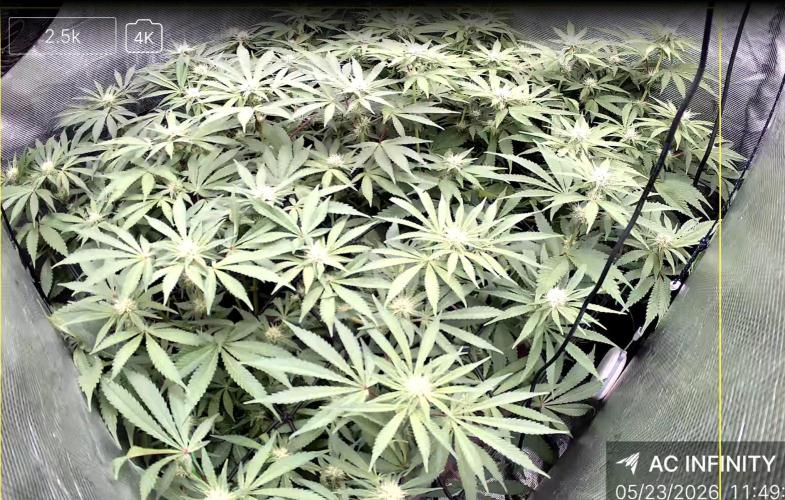 Ocifer. Week 10