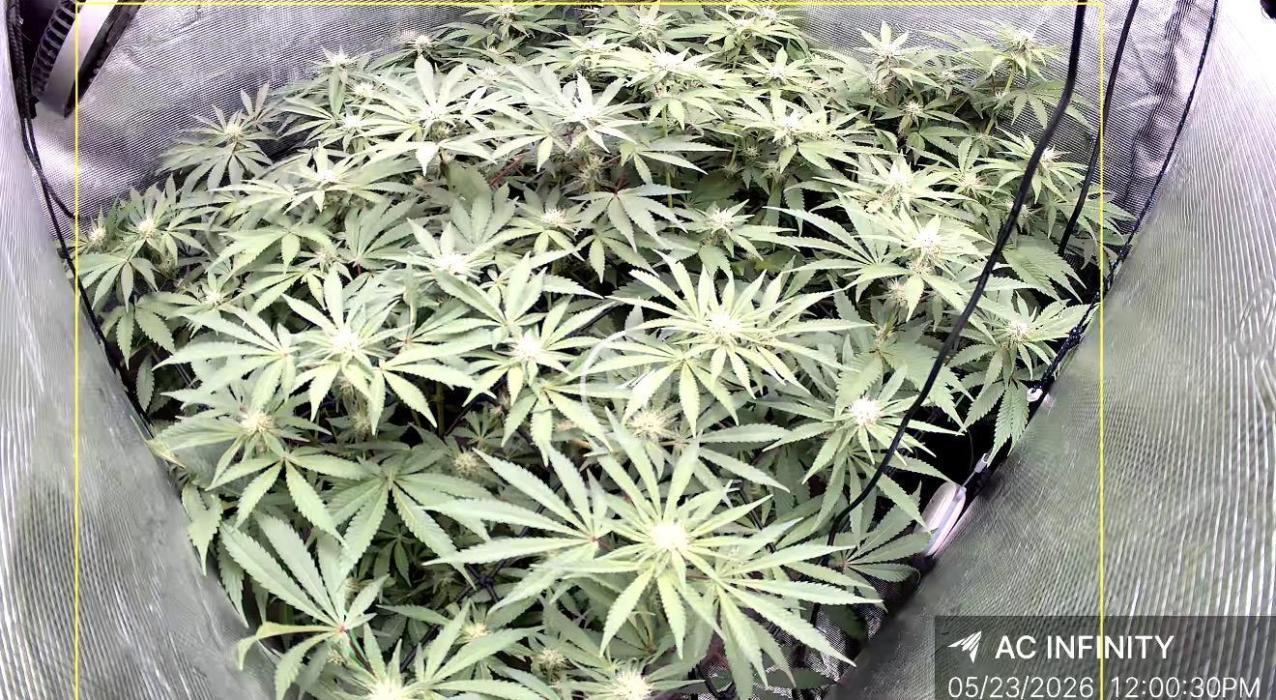 Indoor Ocifer. Week 10