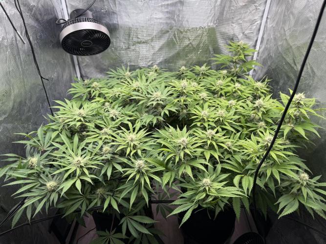 Indoor Ocifer. Week 11