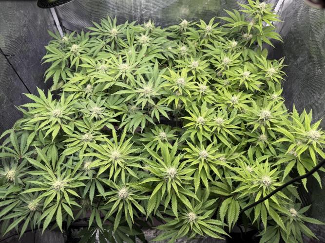 Indoor Ocifer. Week 11