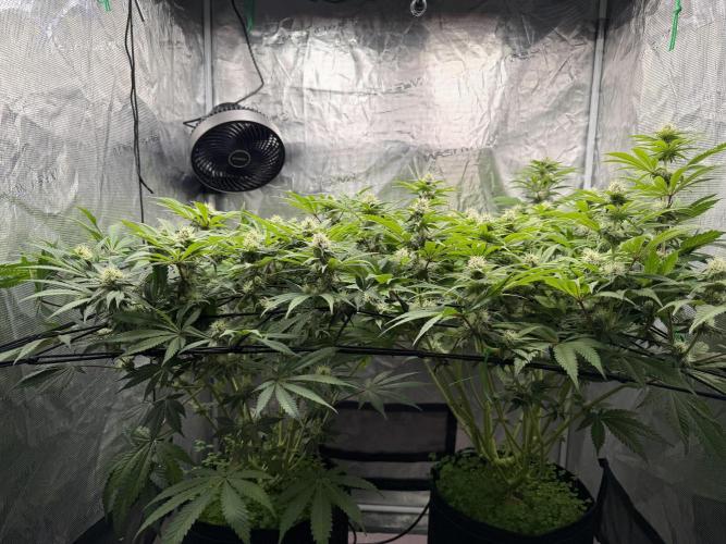 Ocifer. Week 11