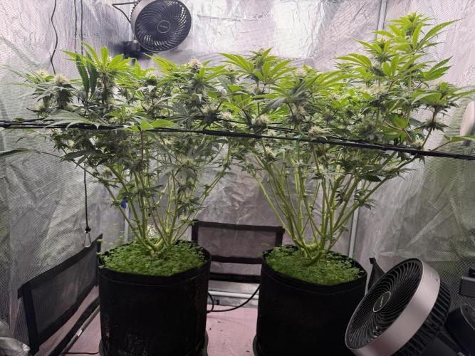 Indoor Ocifer. Week 11