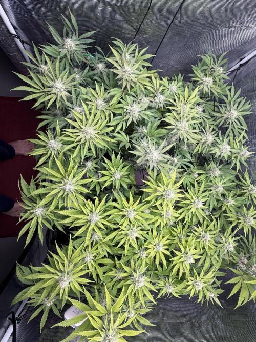 Indoor Ocifer. Week 12