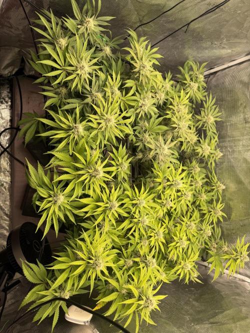 Indoor Ocifer. Week 12