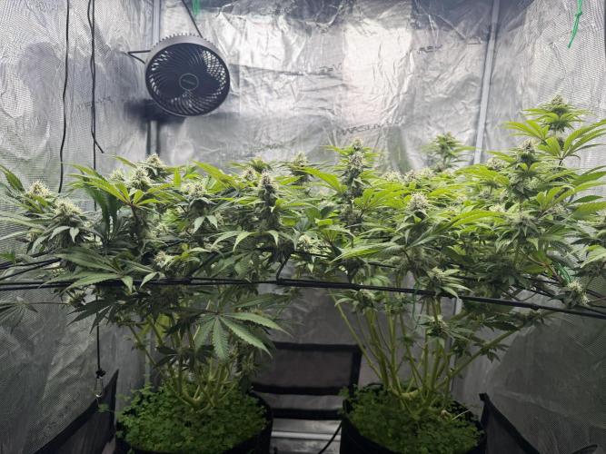 Indoor Ocifer