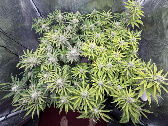 Indoor Ocifer. Week 13 - plant on R with lighter leaf color is nutritionally deficient, not just fading 