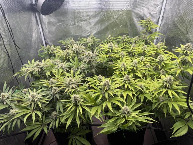 Indoor Ocifer. Week 13