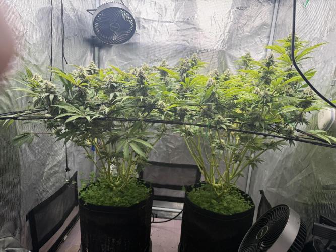 Indoor Ocifer. Week 13