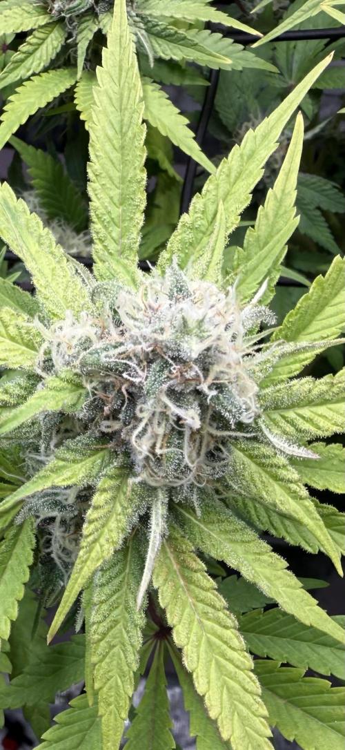 Indoor Ocifer. Week 13 - Clearly fewer trichomes, plant on right