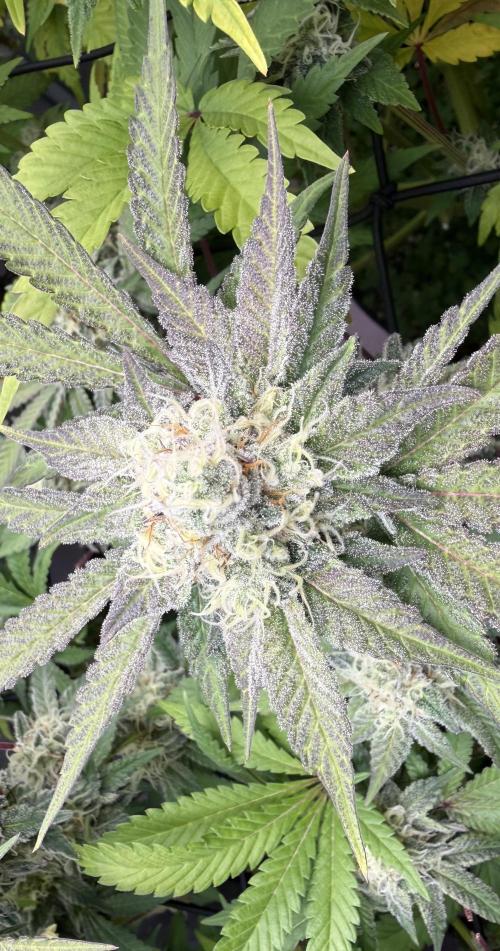 Indoor Ocifer. Week 13 - Clearly more trichomes, plant on left