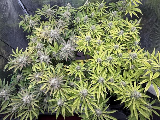 Indoor Ocifer. Week 14