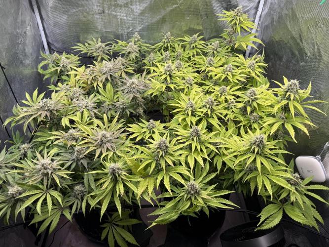 Indoor Ocifer. Week 14