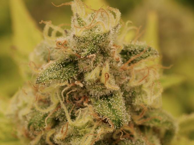 Indoor Ocifer. Week 14 - Close up of right plant. Note lower trichome density and more amber ones