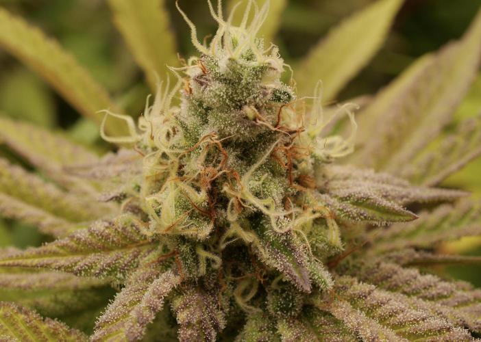 Indoor Ocifer. Week 14 - Close up of left plant. Note higher trichome density and no amber