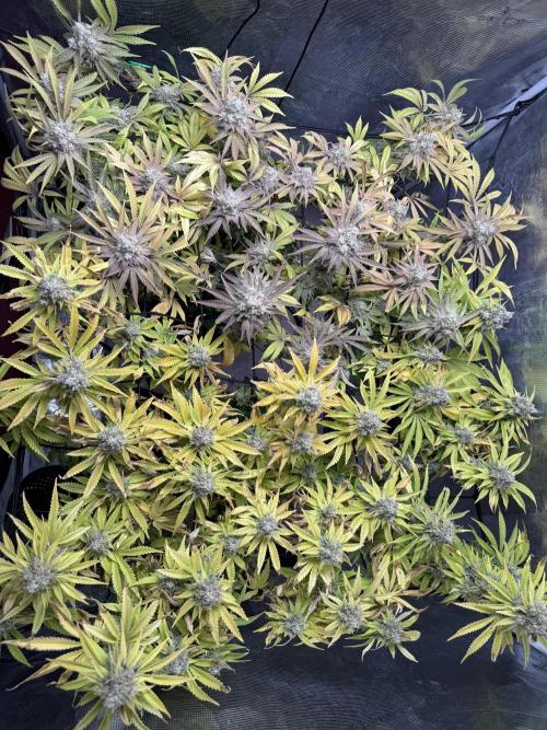 Indoor Ocifer. Week 15