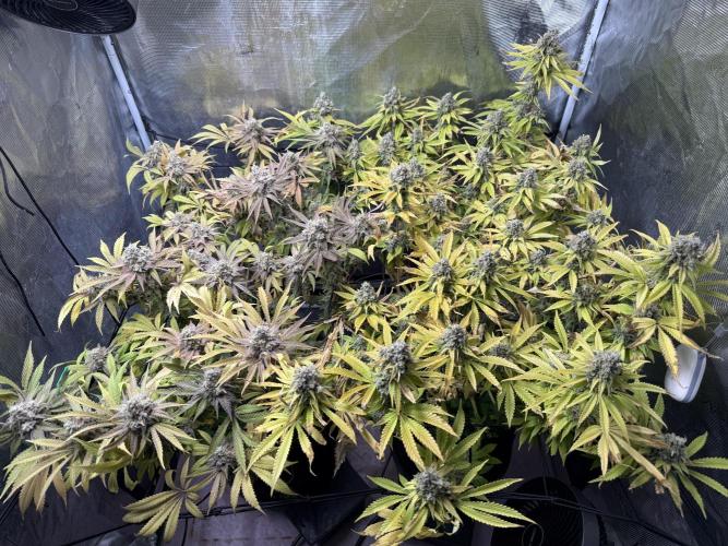 Indoor Ocifer. Week 15