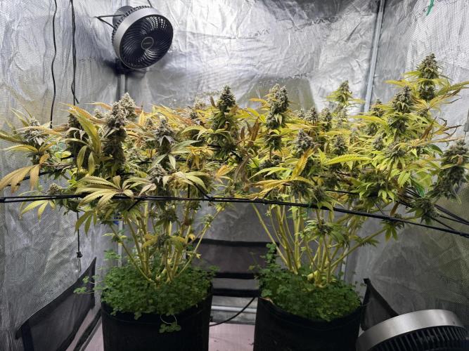 Indoor Ocifer. Week 15