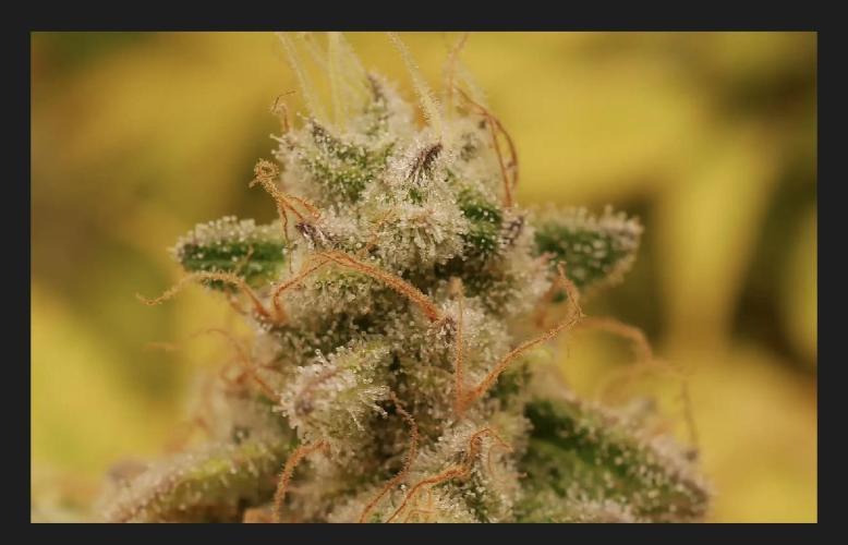 Indoor Ocifer. Week 15 - Right plant