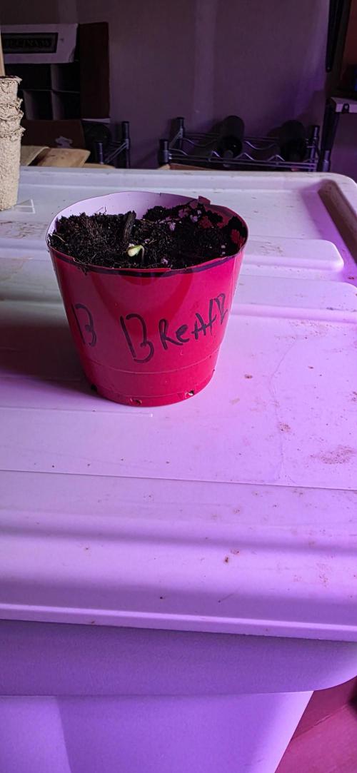Bubba kush barneys + herbies freebies. Week 0