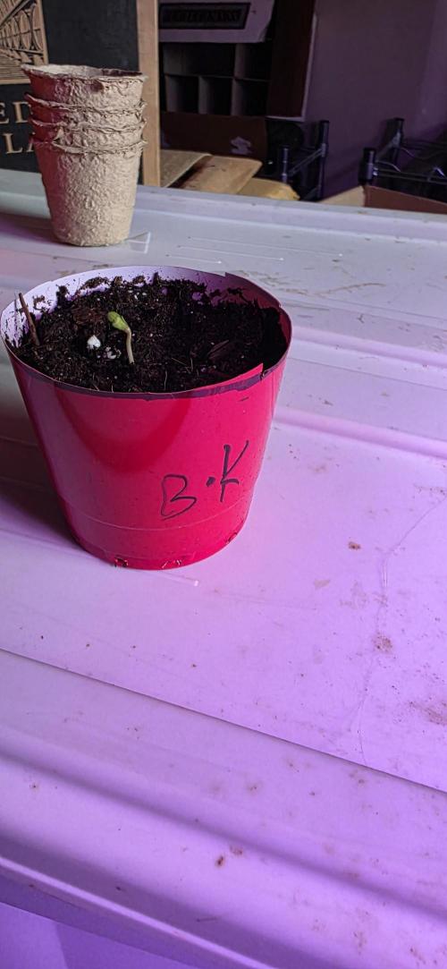 Bubba kush barneys + herbies freebies. Week 0