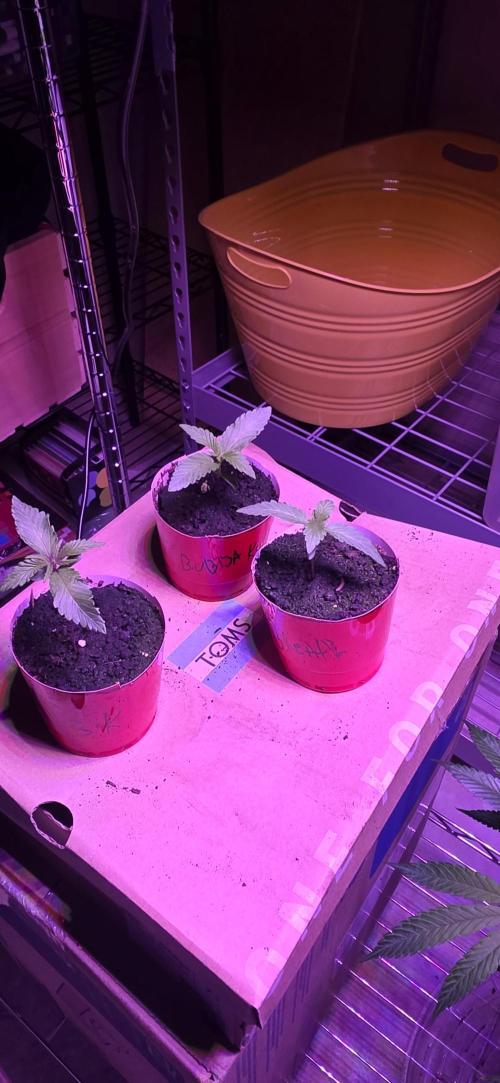 Bubba kush barneys + herbies freebies. Week 1