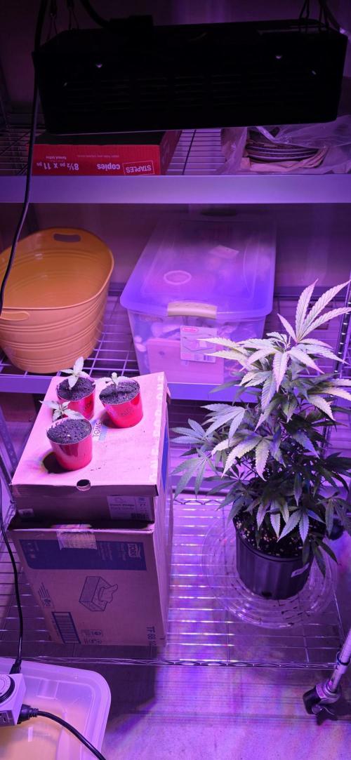 Bubba kush barneys + herbies freebies. Week 1