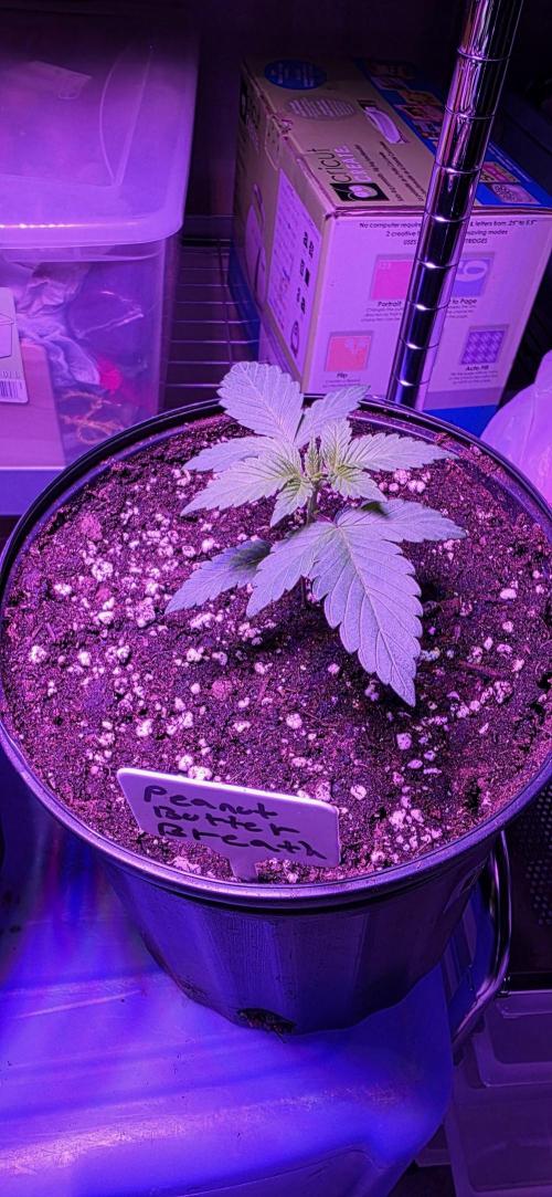 Bubba kush barneys + herbies freebies. Week 2