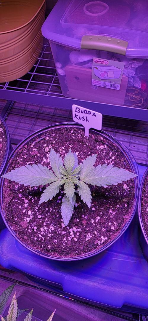 Bubba kush barneys + herbies freebies. Week 2