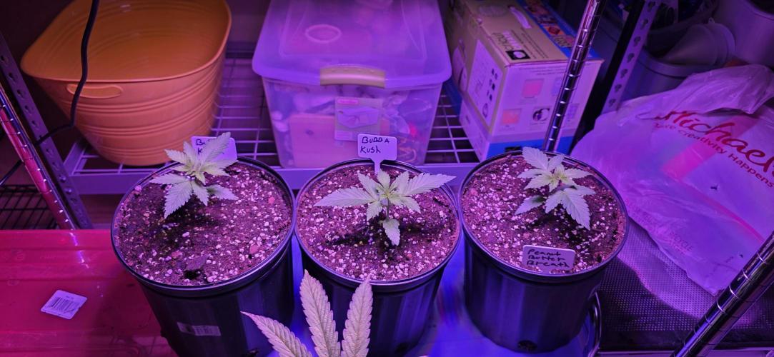 Bubba kush barneys + herbies freebies. Week 2 - Repotted in three gallon pots, added perlite to pro mix organic herb and vege. 
