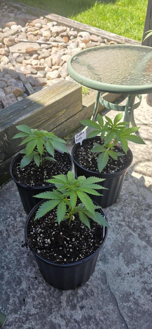 Bubba kush barneys + herbies freebies. Week 4