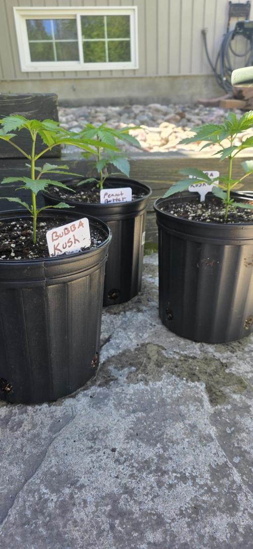 Bubba kush barneys + herbies freebies. Week 4