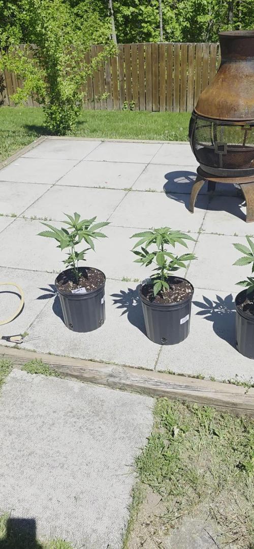 Bubba kush barneys + herbies freebies