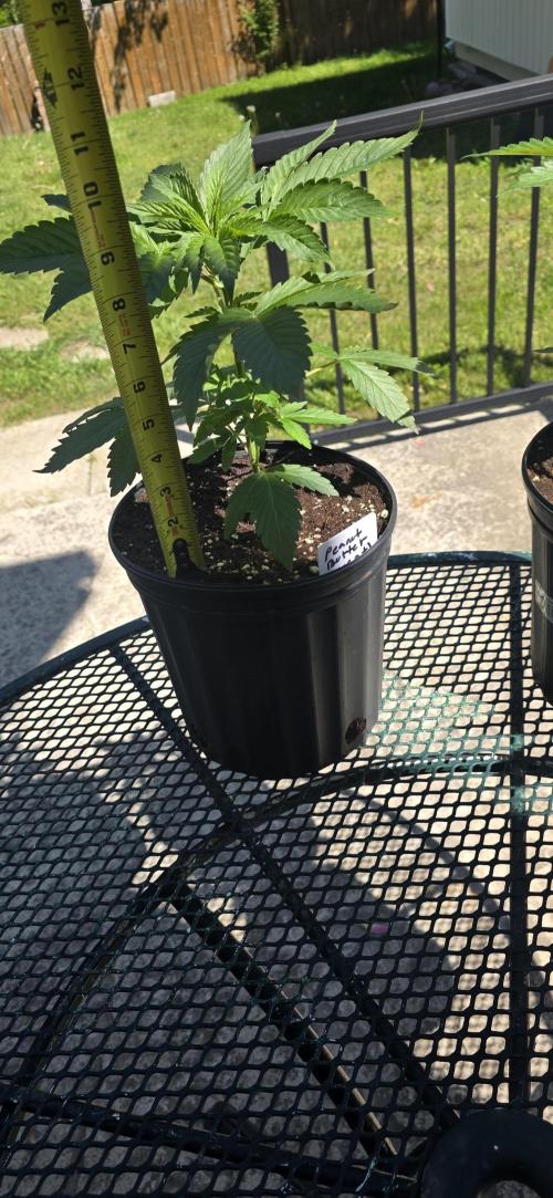 Bubba kush barneys + herbies freebies. Week 5