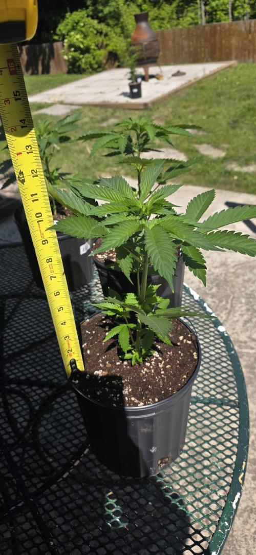 Bubba kush barneys + herbies freebies. Week 5 - About a dick length.