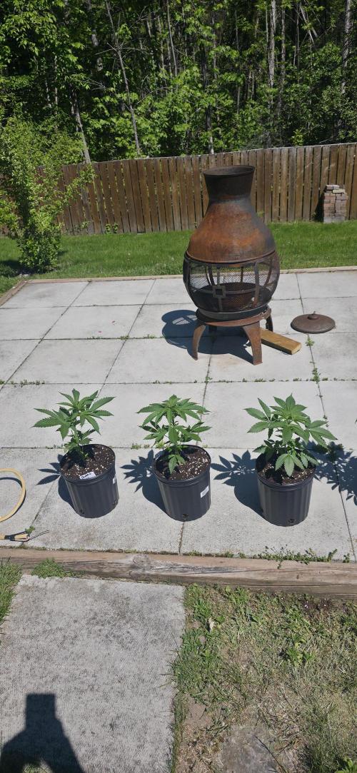 Bubba kush barneys + herbies freebies. Week 5