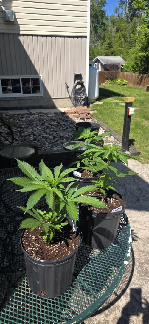 Bubba kush barneys + herbies freebies. Week 5
