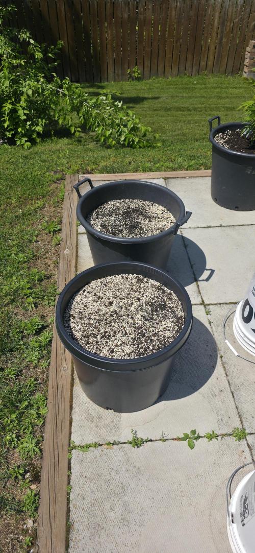 Bubba kush barneys + herbies freebies. Week 6 - Letting the amended soil cook for 2 weeks  its been 1 week so far